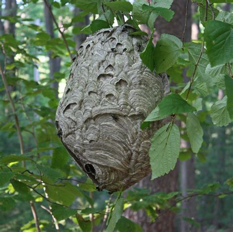 paper wasp nest